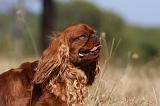 KING CHARLES SPANIEL 128
